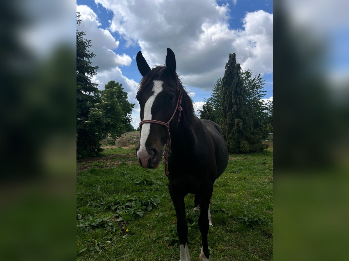 Appaloosa Jument 3 Ans 147 cm Noir in Neustadt (Dosse)