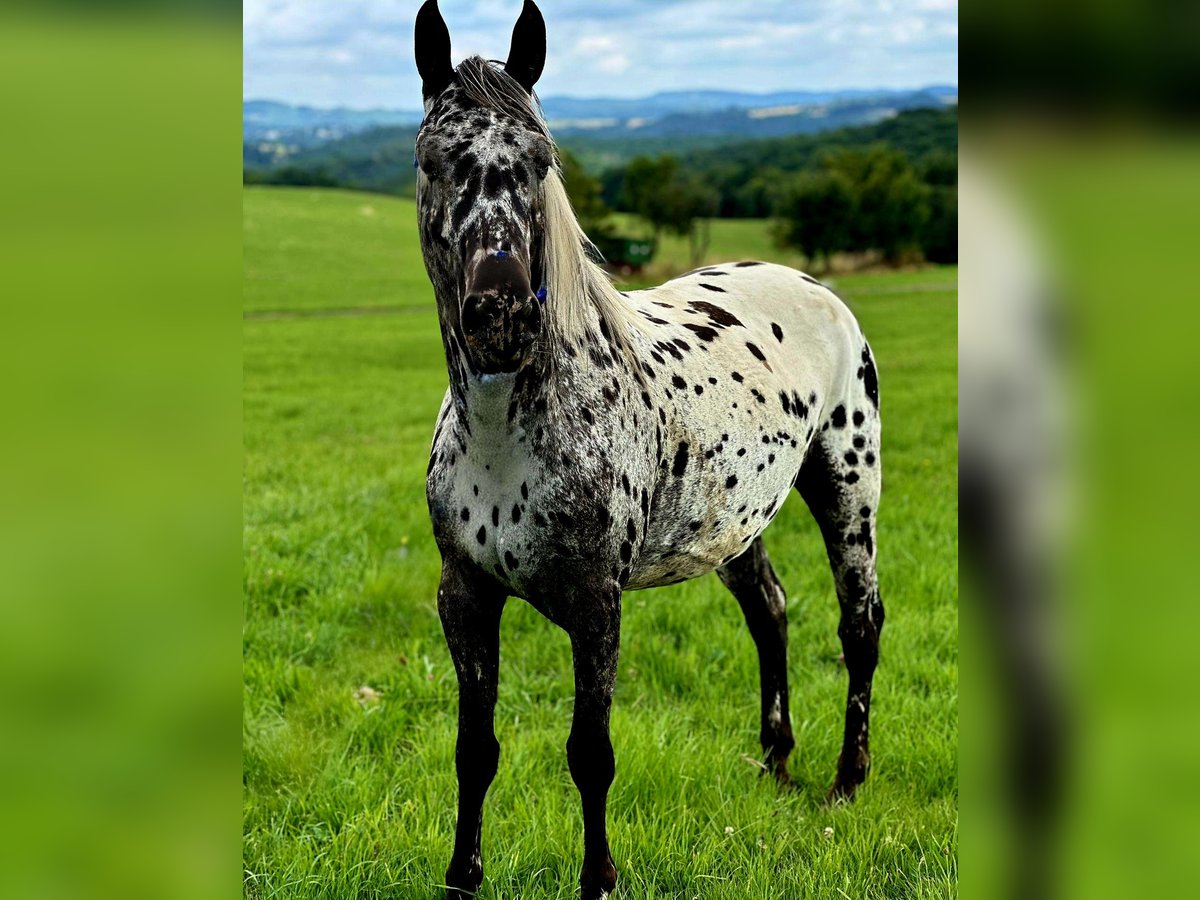 Appaloosa Jument 4 Ans 150 cm Léopard in Kottenborn