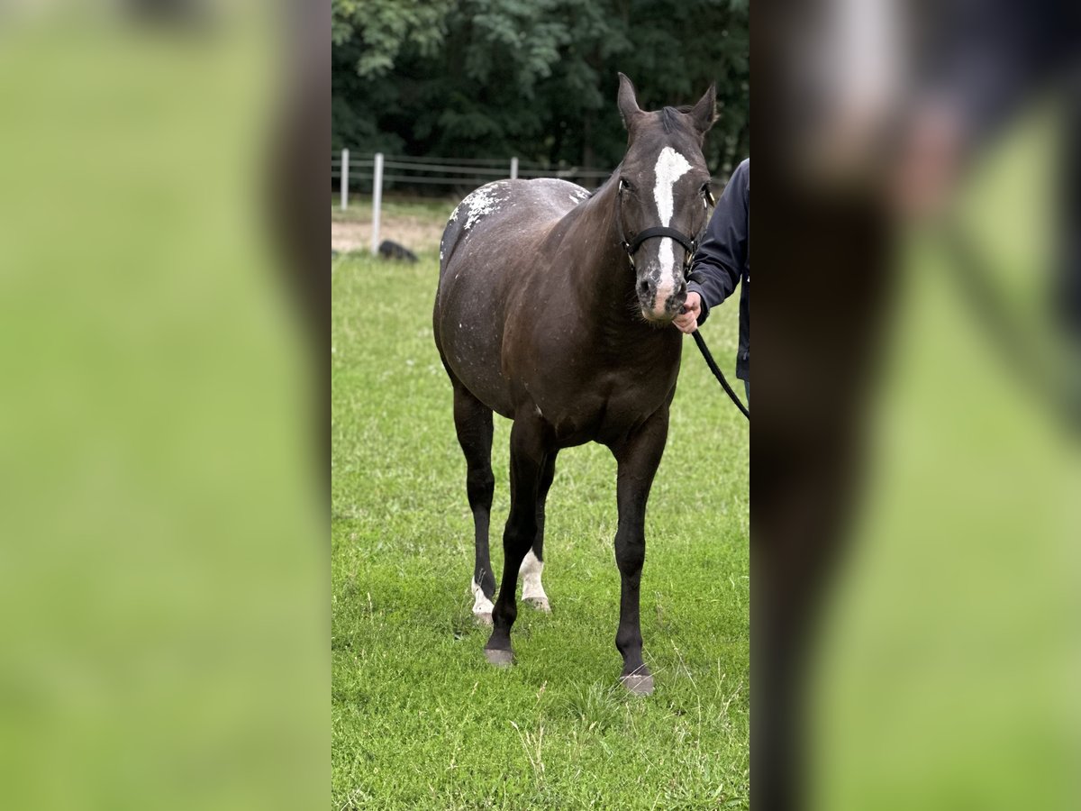 Appaloosa Jument 4 Ans 150 cm Noir in Haßloch