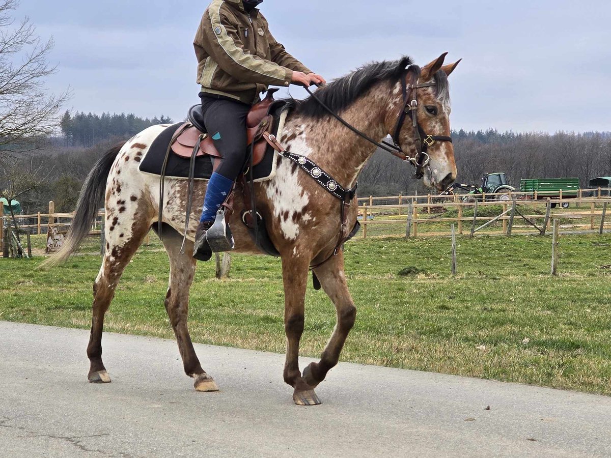 Appaloosa Jument 4 Ans 154 cm Léopard in Linkenbach