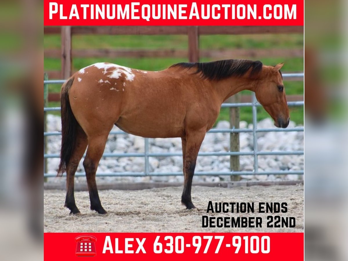 Appaloosa Jument 4 Ans in Hardinsburg IN