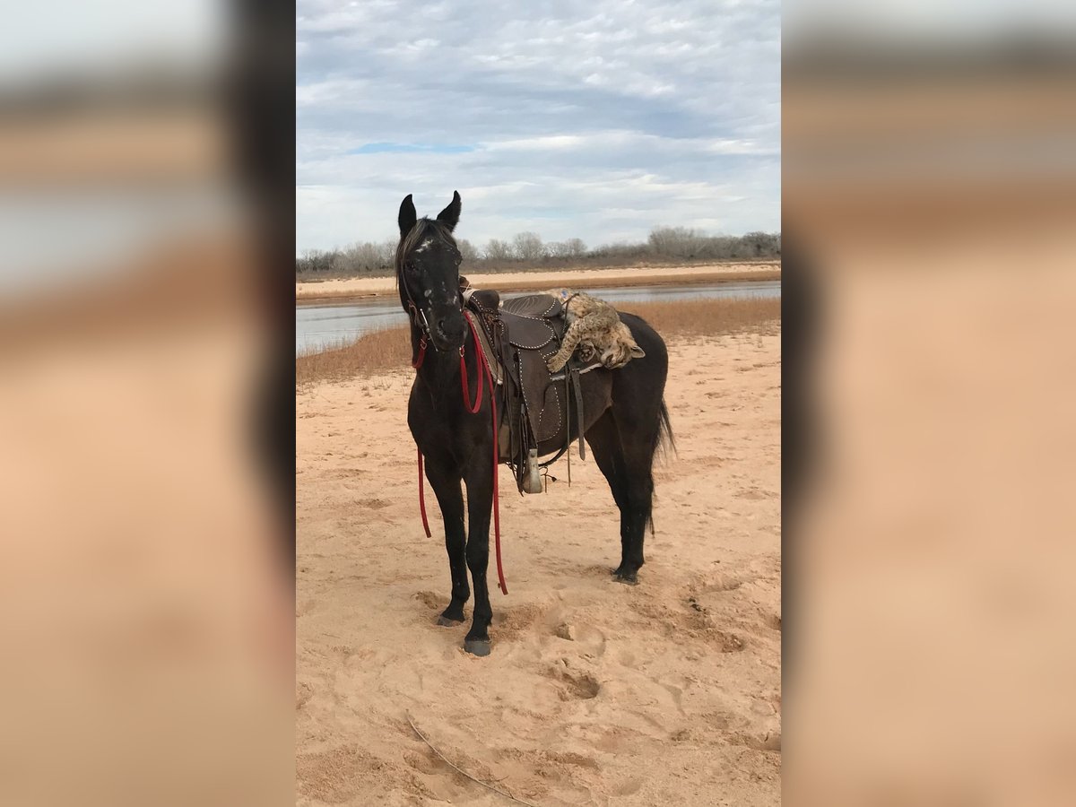 Appaloosa Croisé Jument 5 Ans 140 cm Bai brun foncé in Perkins