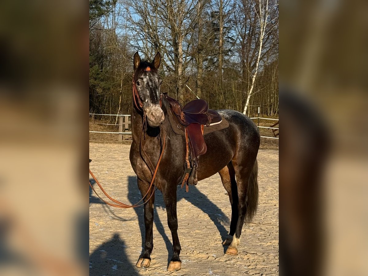 Appaloosa Croisé Jument 5 Ans 156 cm in Windhagen