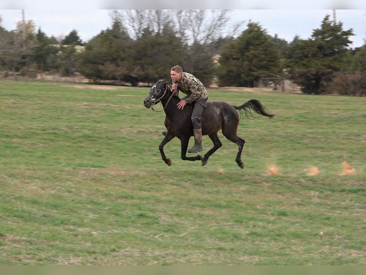 Appaloosa Croisé Jument 6 Ans 140 cm Bai brun foncé in Perkins