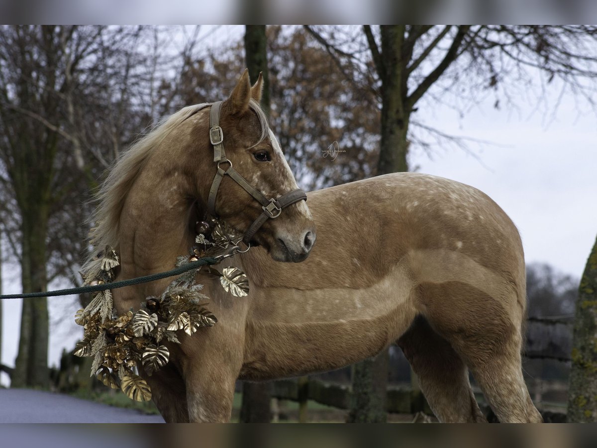 Appaloosa Jument 6 Ans 147 cm in Lindlar