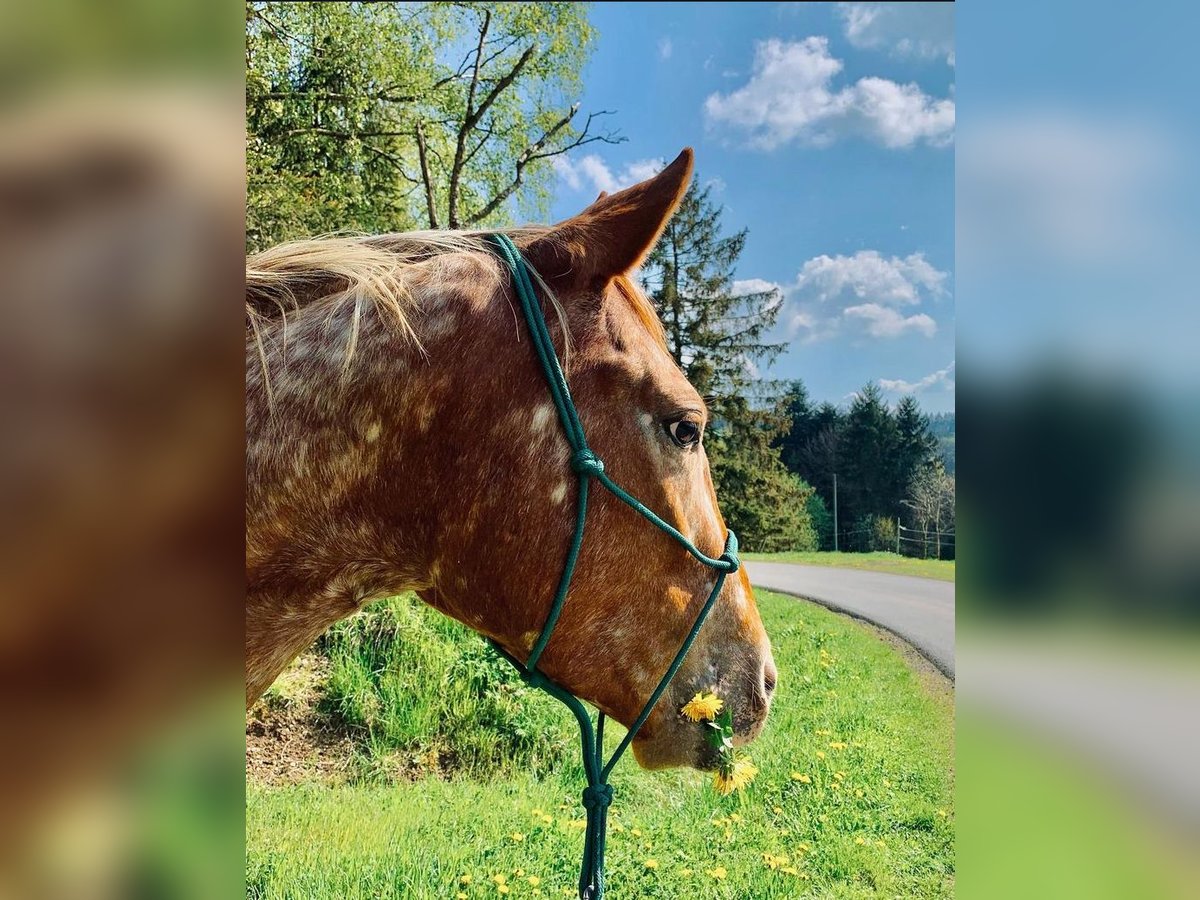 Appaloosa Jument 6 Ans 153 cm Alezan in Enspel