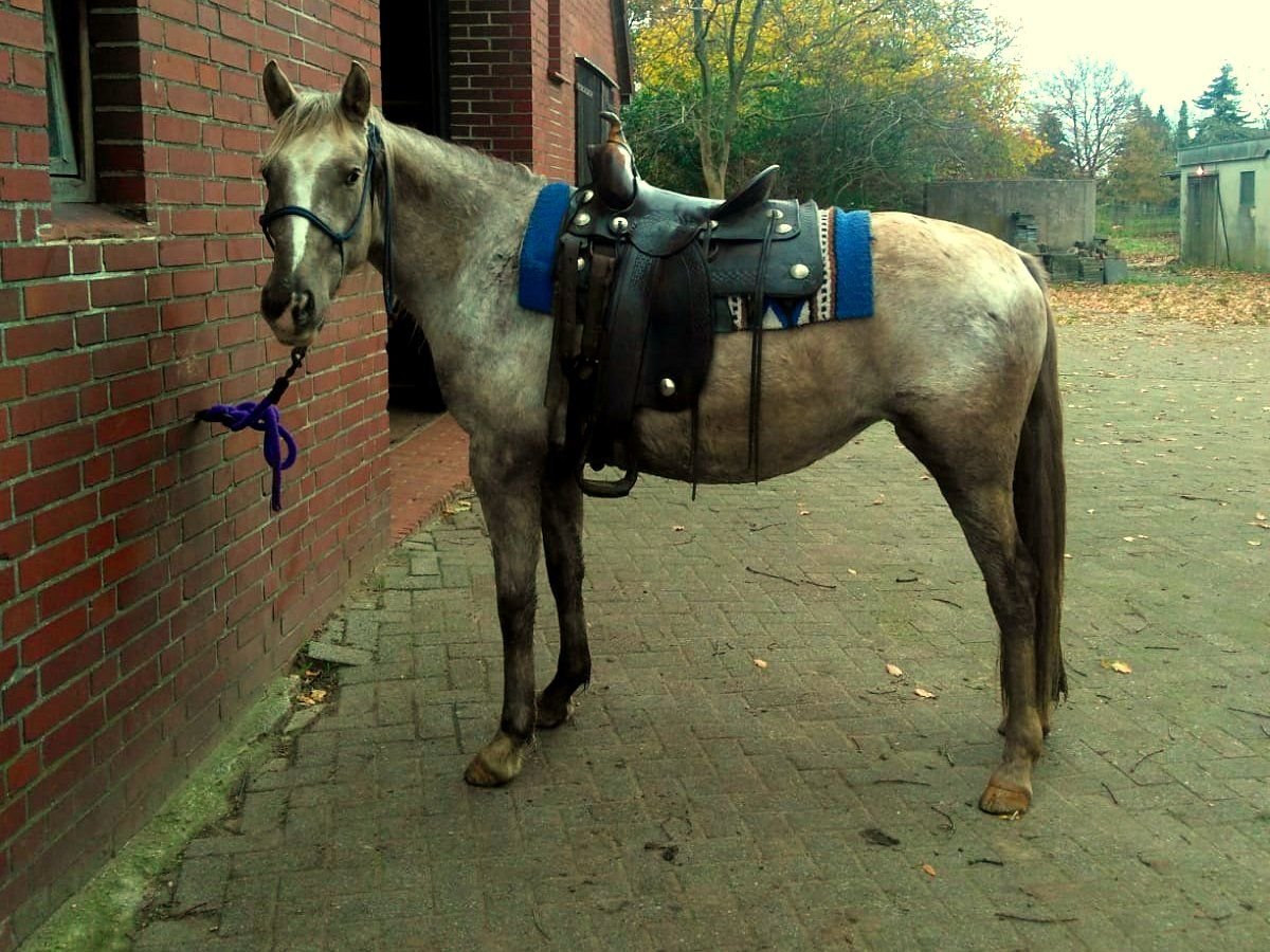 Appaloosa Jument 7 Ans 154 cm Buckskin in Dickel