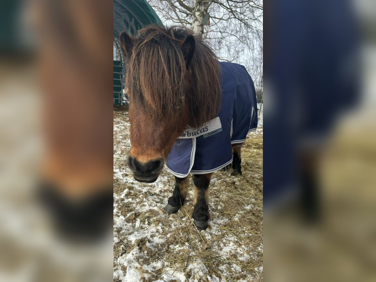 Appaloosa Jument 9 Ans 85 cm Bai in Jarmen
