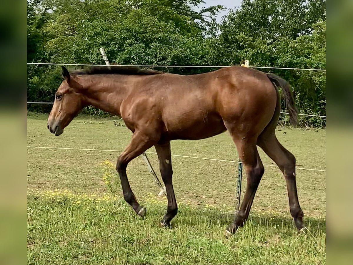 Appaloosa Jument Poulain (04/2024) 155 cm Overo-toutes couleurs in Pappenheim