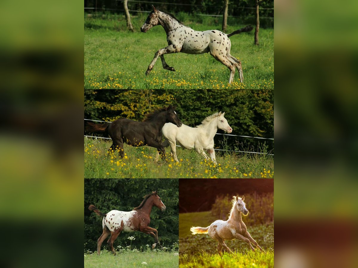 Appaloosa Jument Poulain (01/2025) 158 cm Léopard in Globoko
