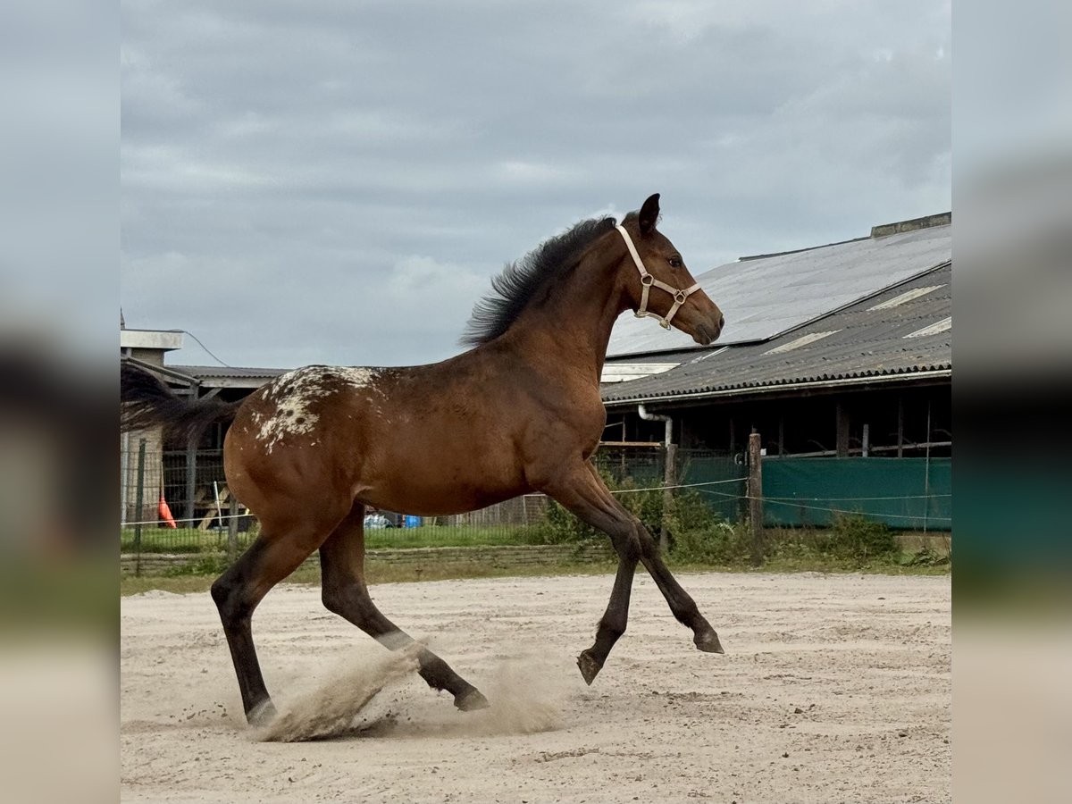 Appaloosa Jument Poulain (04/2025) 160 cm Léopard in Rinsumageast