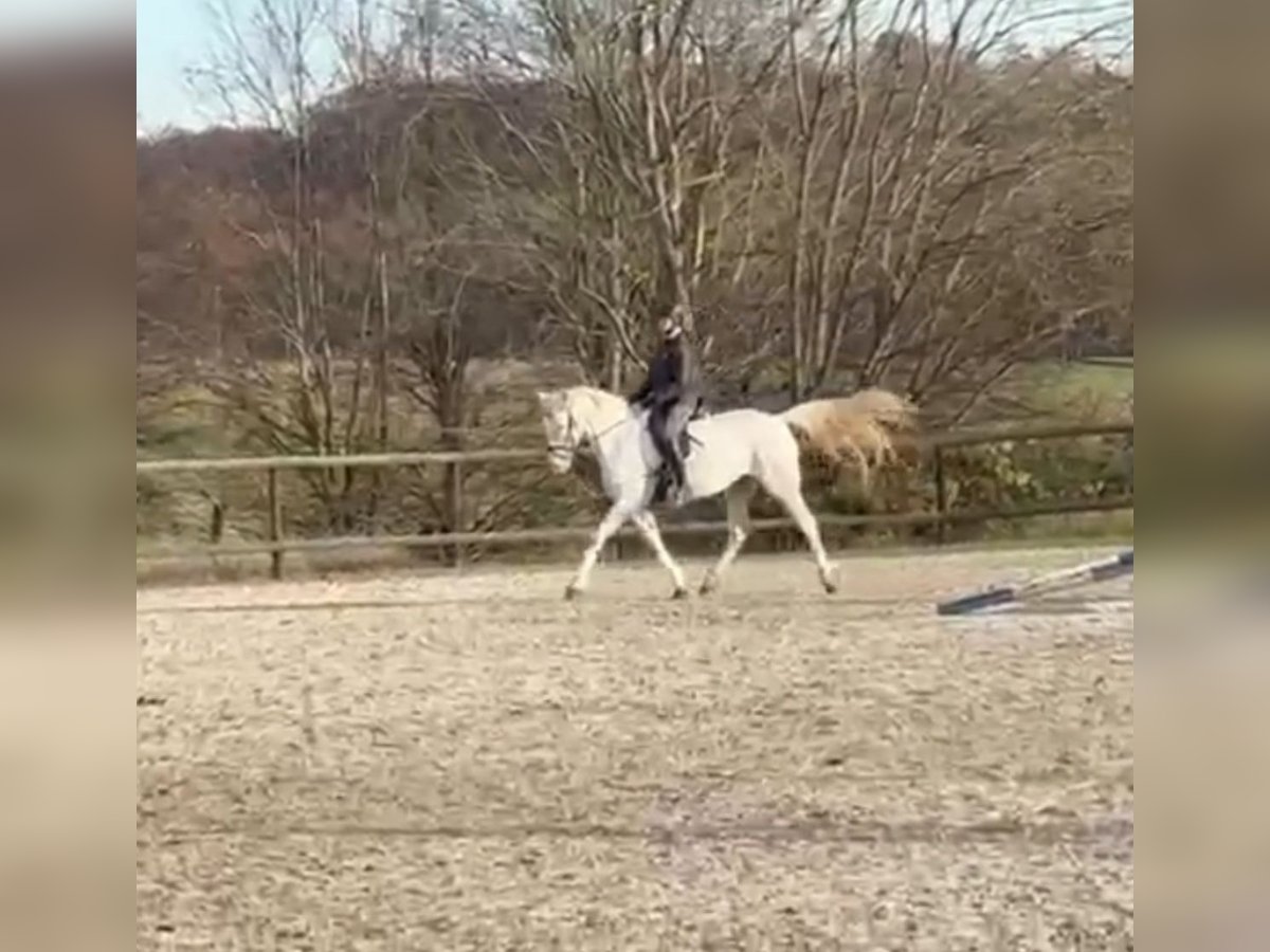 Appaloosa Mix Klacz 11 lat 160 cm Siwa in Bonn