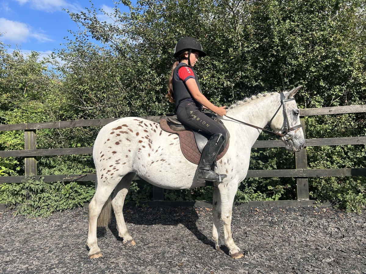 Appaloosa Mix Klacz 12 lat 122 cm in Stockport