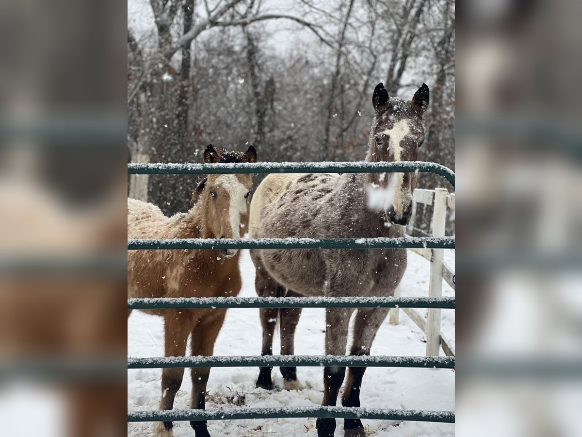 Appaloosa Klacz 13 lat Siwa in Bloomfield