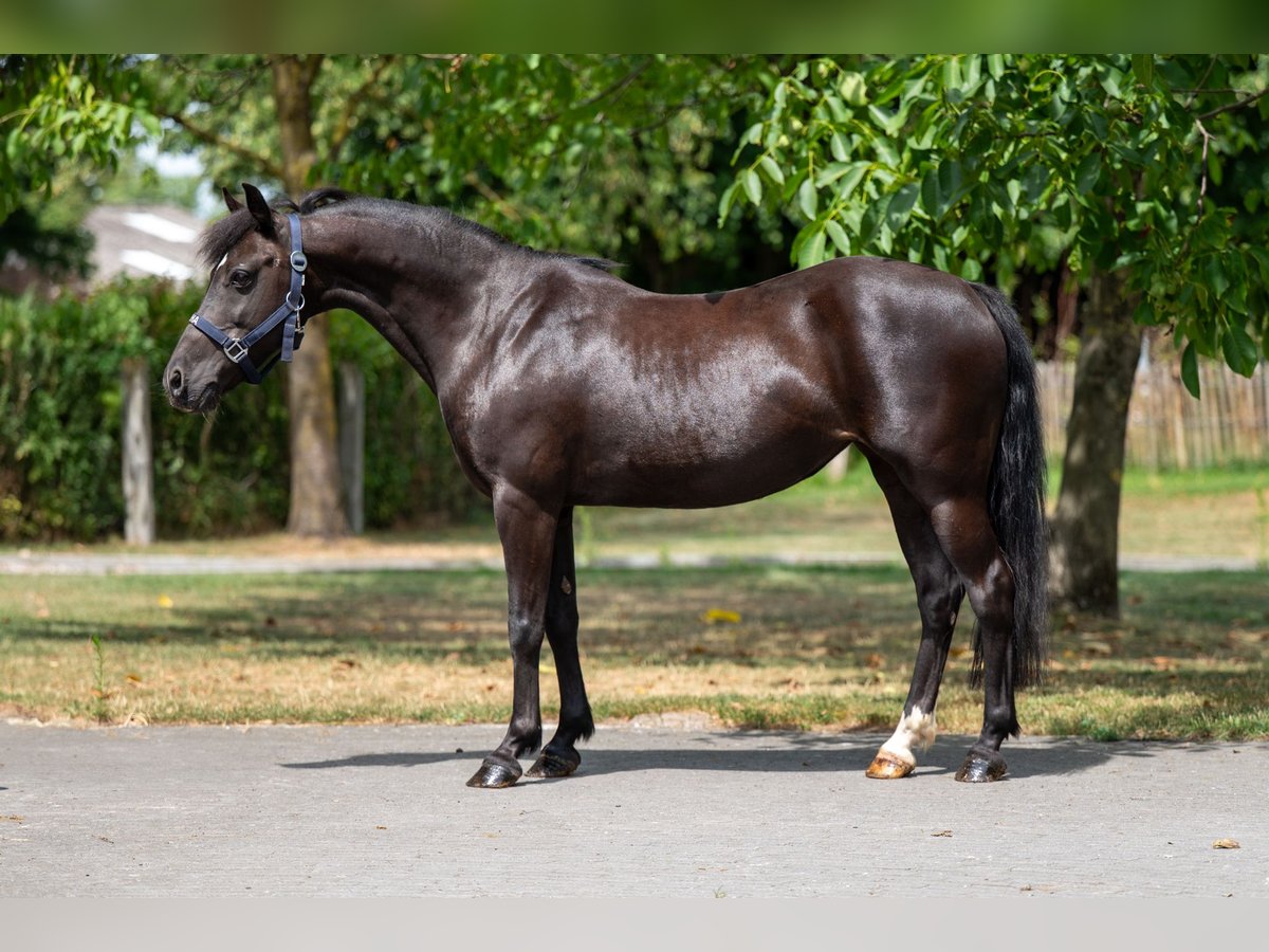 Appaloosa Klacz 17 lat 128 cm Skarogniada in GROTE-BROGEL