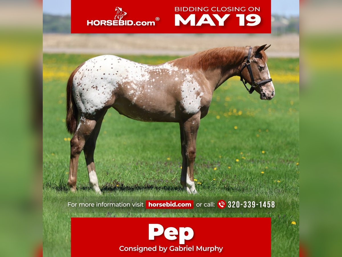 Appaloosa Klacz 1 Rok 142 cm Cisawa in Cannon Falls, MN