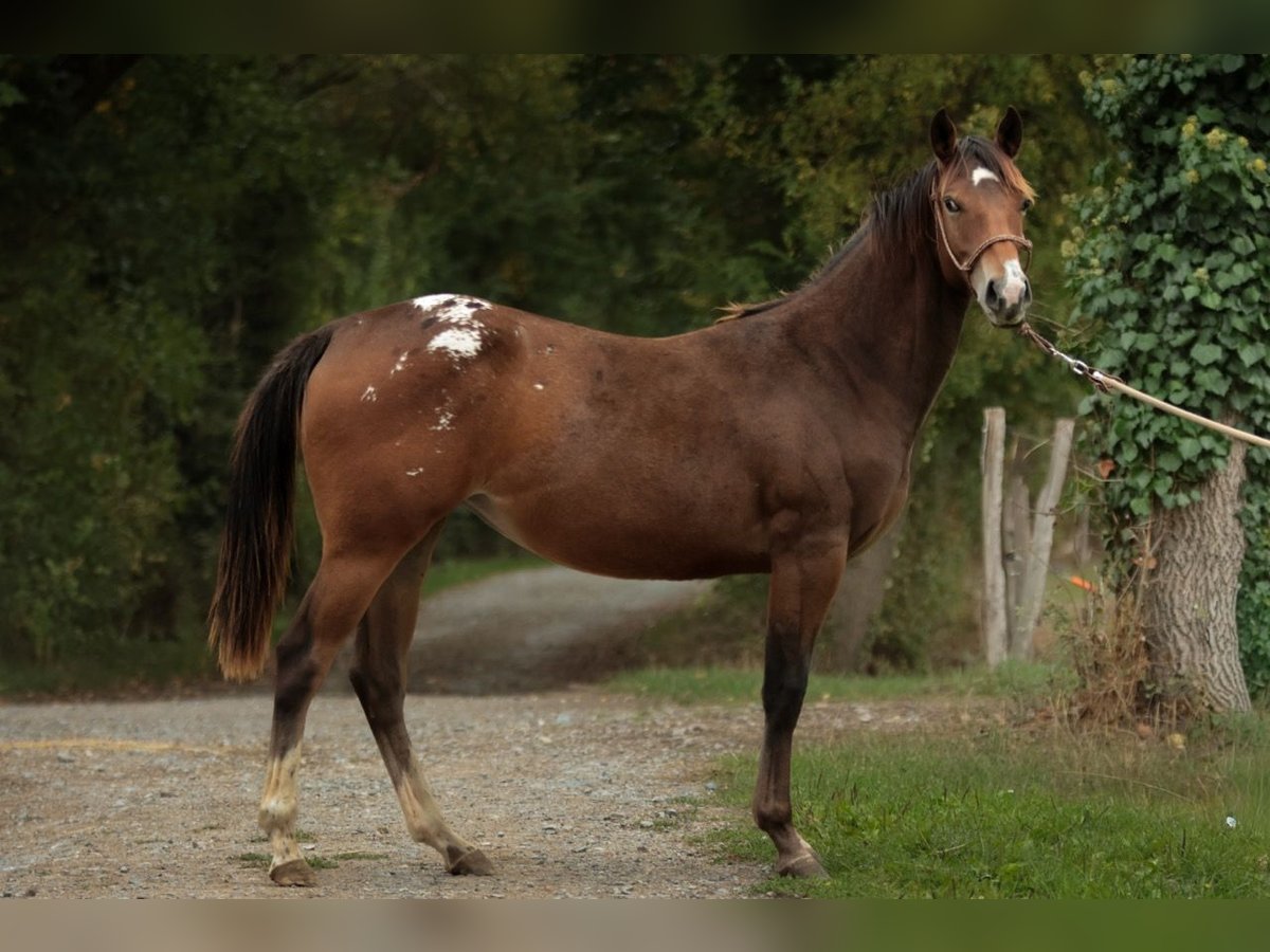 Appaloosa Klacz 1 Rok Gniada in Chaudefonds sur Layon Appaloosa Klacz 1 Rok Gniada in Chaudefonds sur Layon