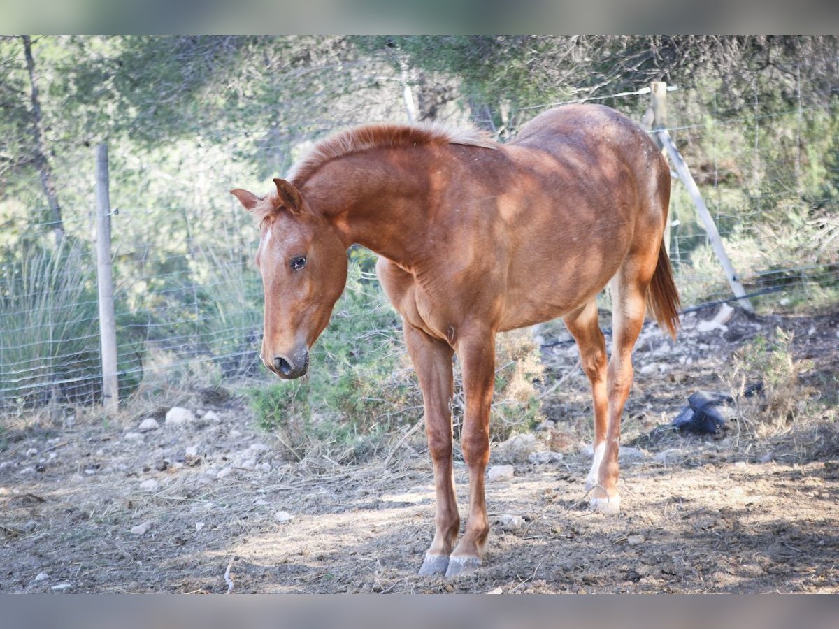 Appaloosa Mix Klacz 2 lat 160 cm Tarantowata in Alcoi/Alcoy