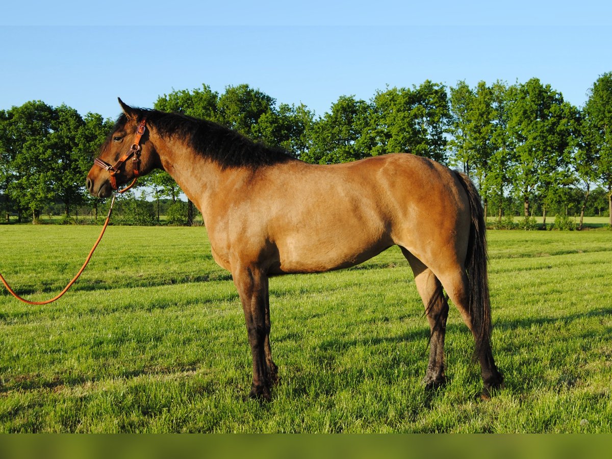 Appaloosa Mix Klacz 3 lat 163 cm Grullo in Ruinen