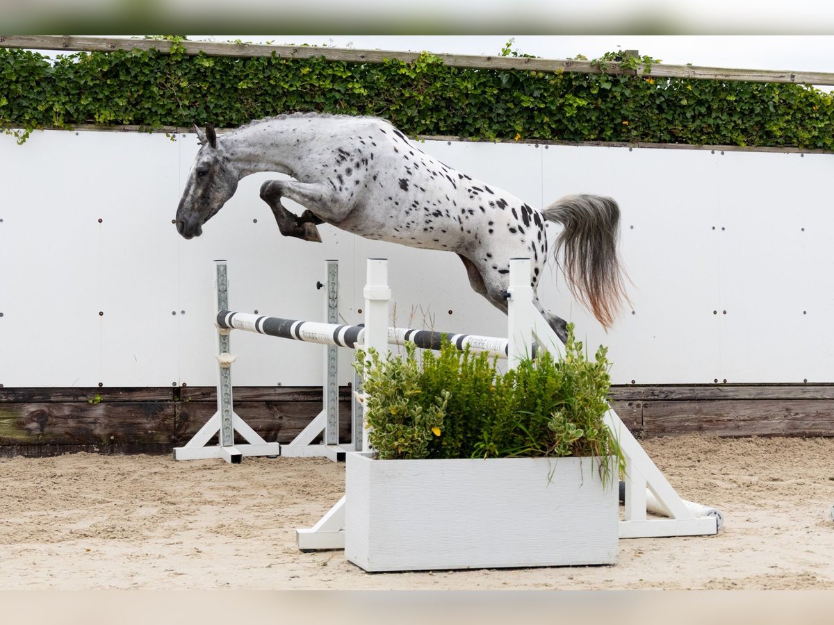 Appaloosa Klacz 4 lat 146 cm Tarantowata in Waddinxveen Appaloosa Klacz 4 lat 146 cm Tarantowata in Waddinxveen