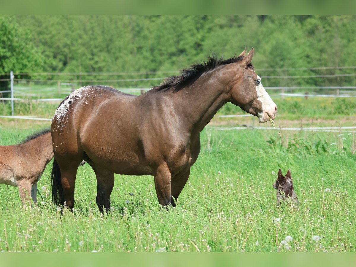 Appaloosa Klacz 4 lat 147 cm in Hallabro