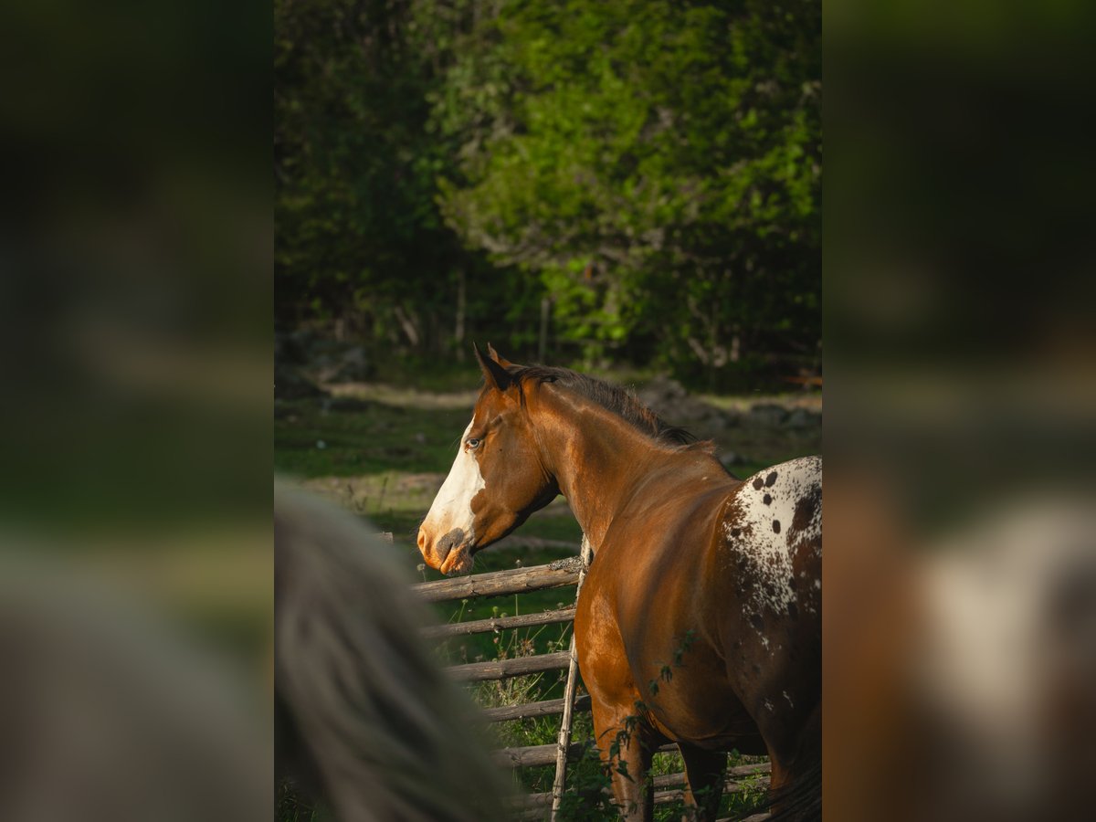 Appaloosa Klacz 4 lat 147 cm in Hallabro