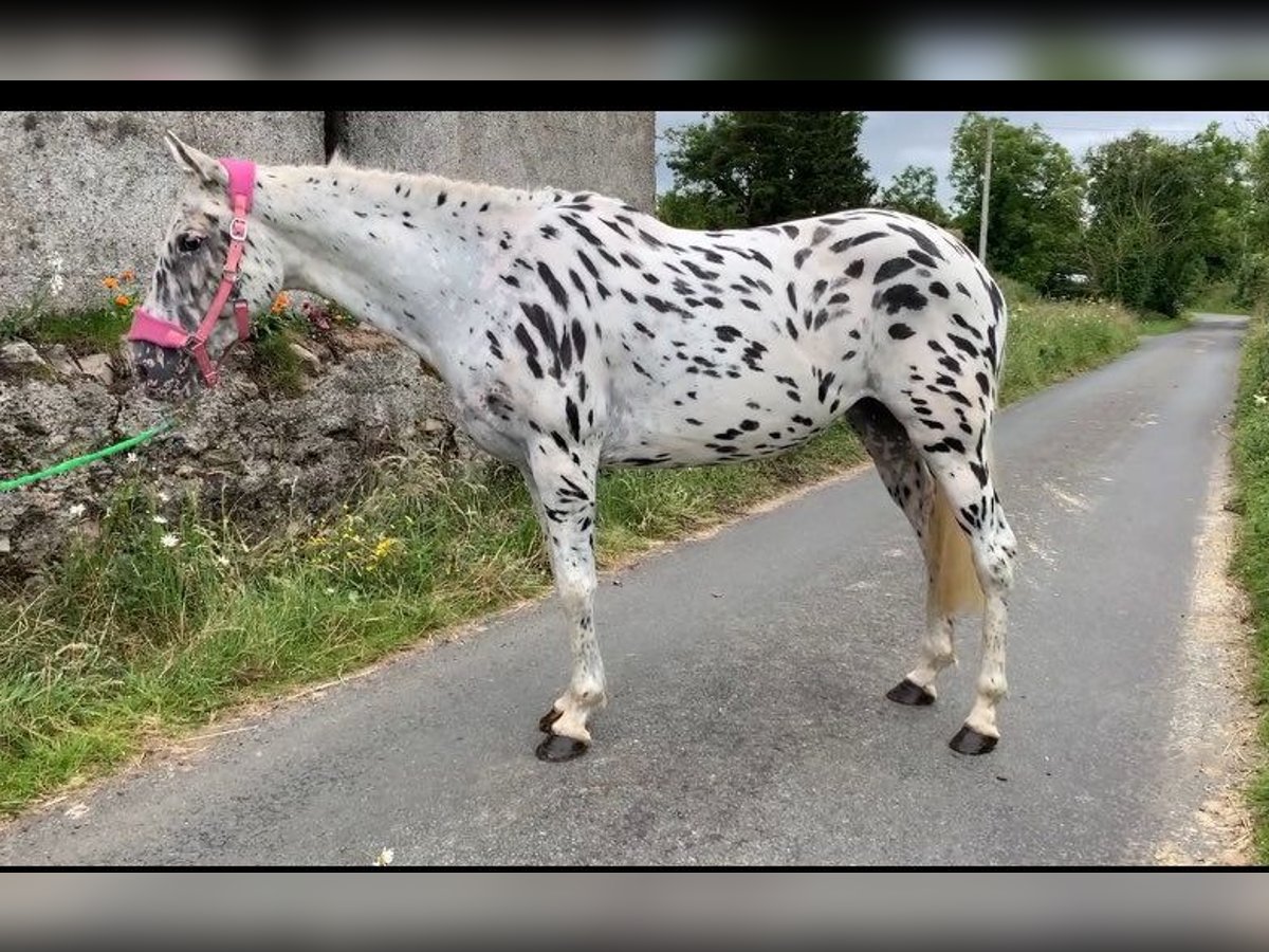 Appaloosa Klacz 4 lat 148 cm Tarantowata in Sligo