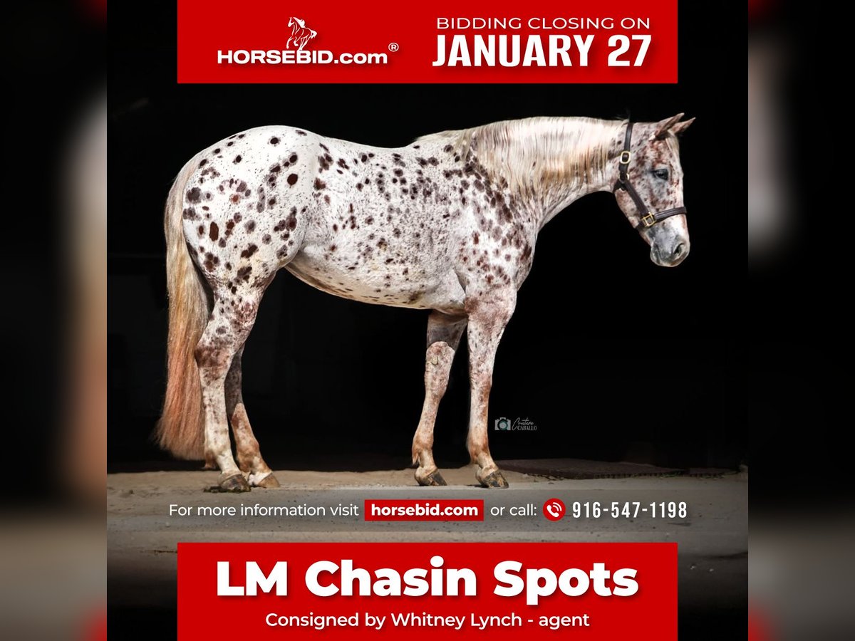 Appaloosa Klacz 6 lat 147 cm in Uvalde, TX