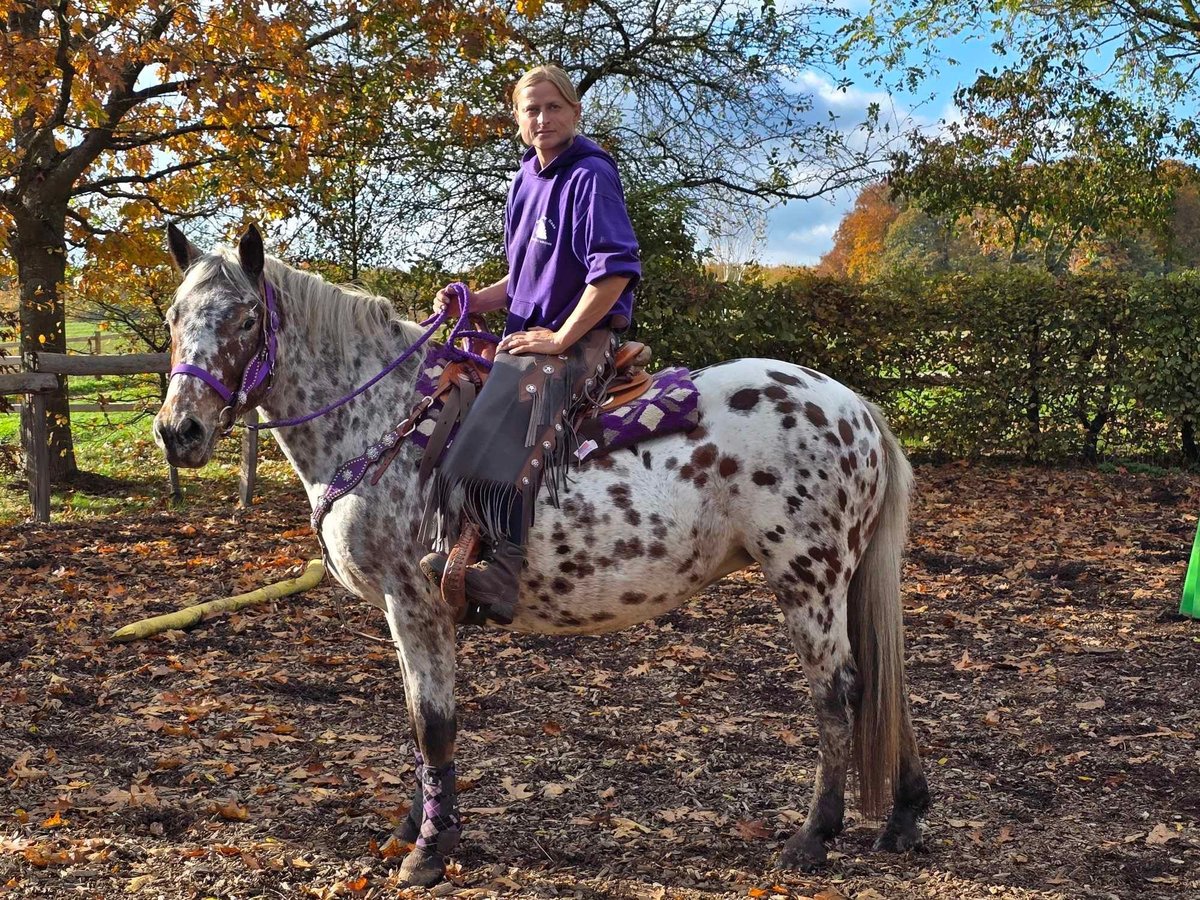 Appaloosa Klacz 7 lat 148 cm Tarantowata in Linkenbach