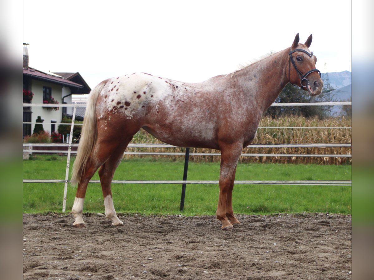 Appaloosa Klacz 7 lat 155 cm Tarantowata in Kirchbichl