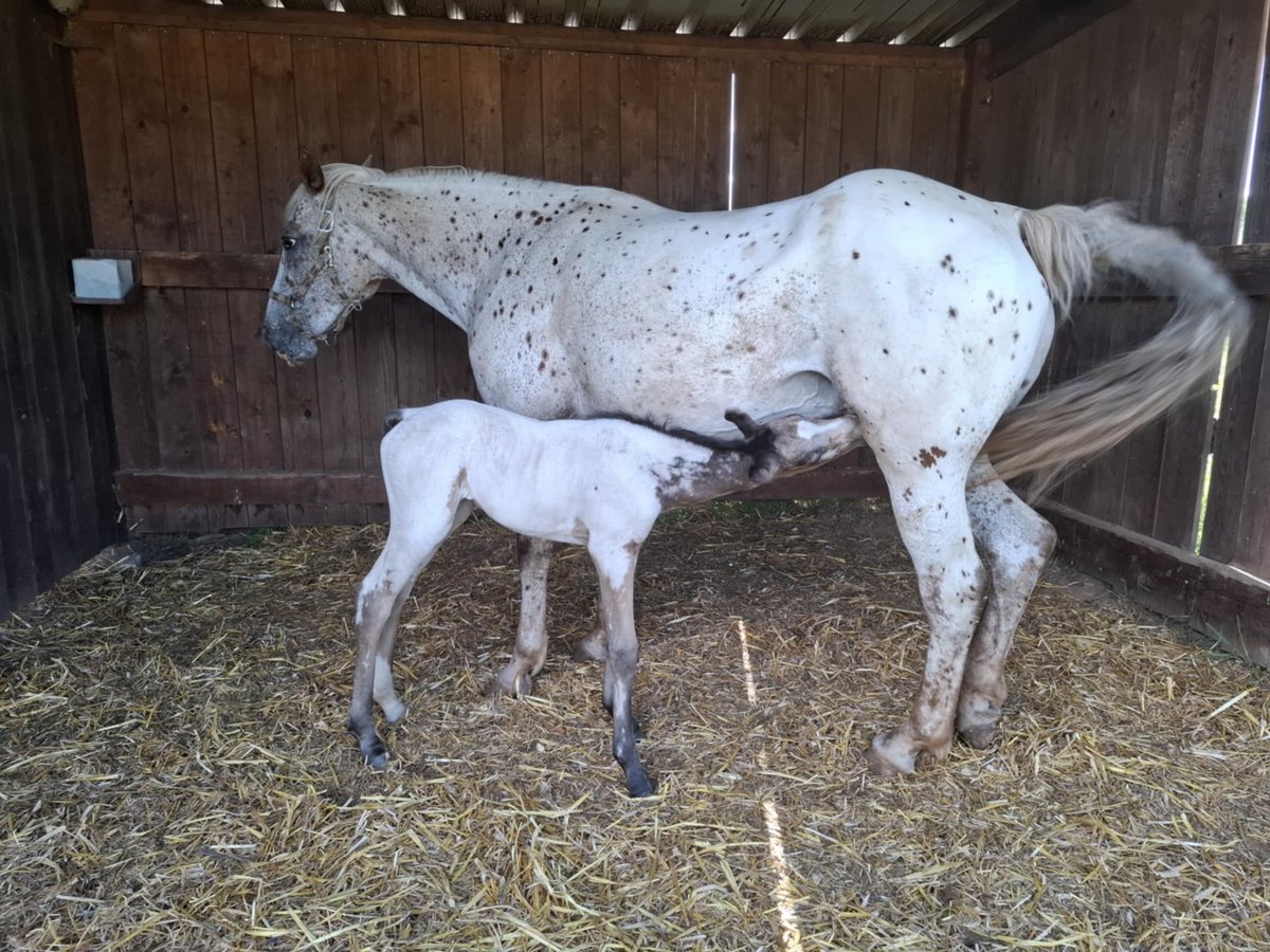 Appaloosa Mix Klacz Źrebak (06/2025) Bułana in Ortho