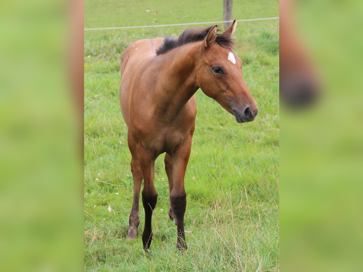 Appaloosa Klacz Źrebak (03/2024) Dunalino in Oberbronn