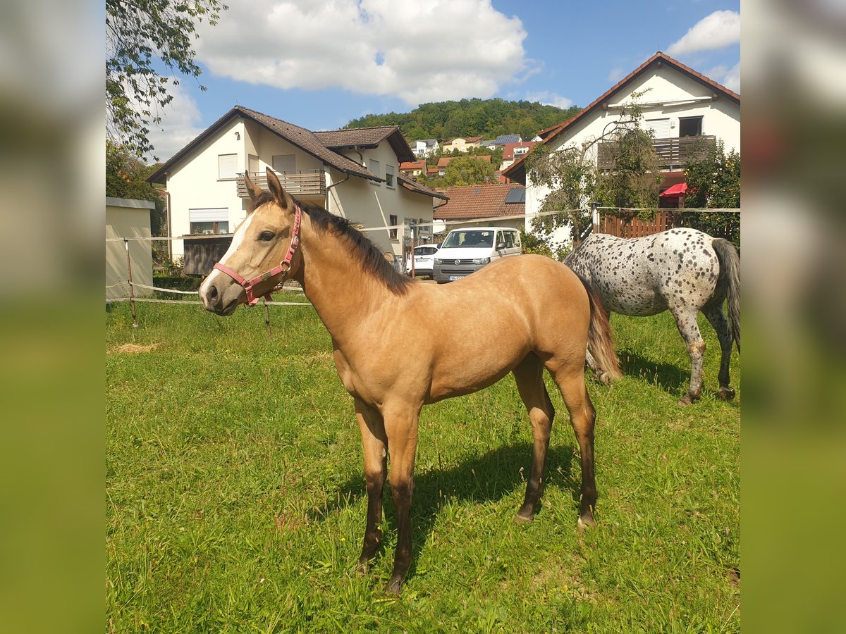 Appaloosa Klacz Źrebak (04/2025) Jelenia in D&#xF6;rzbach