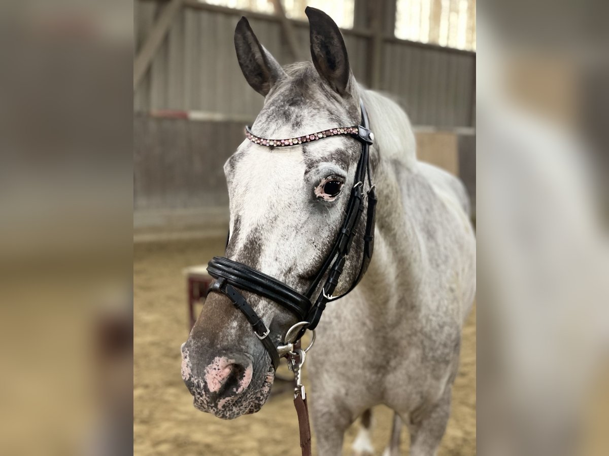 Appaloosa Mare 10 years 14,1 hh Gray in Nordheim