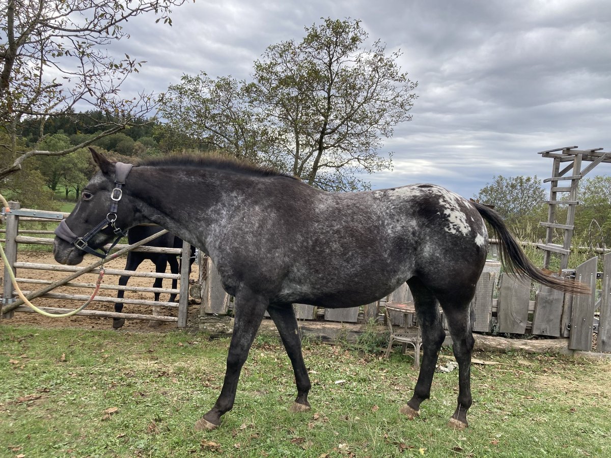 Appaloosa Mare 11 years 14,2 hh in Stattegg