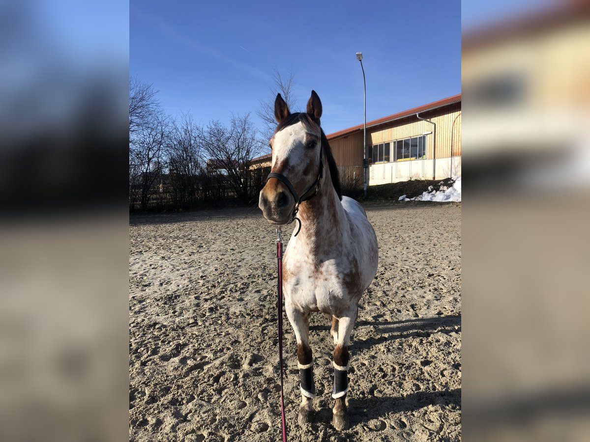 Appaloosa Mare 11 years 15,2 hh Overo-all-colors in Fraunberg