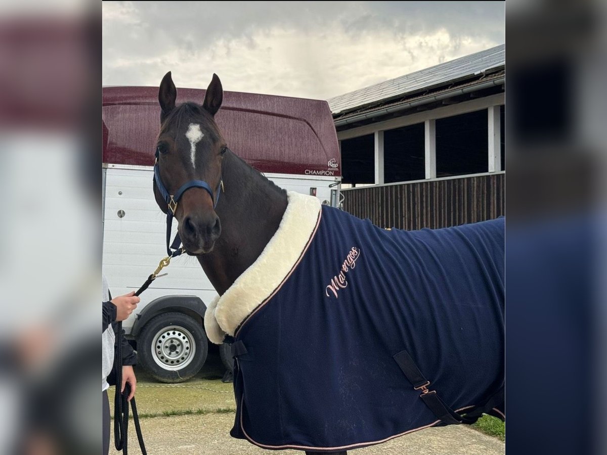 Appaloosa Mare 11 years 15 hh Brown in Tiefenbach