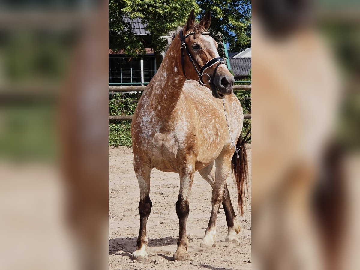 Appaloosa Mare 11 years 15 hh in Someren