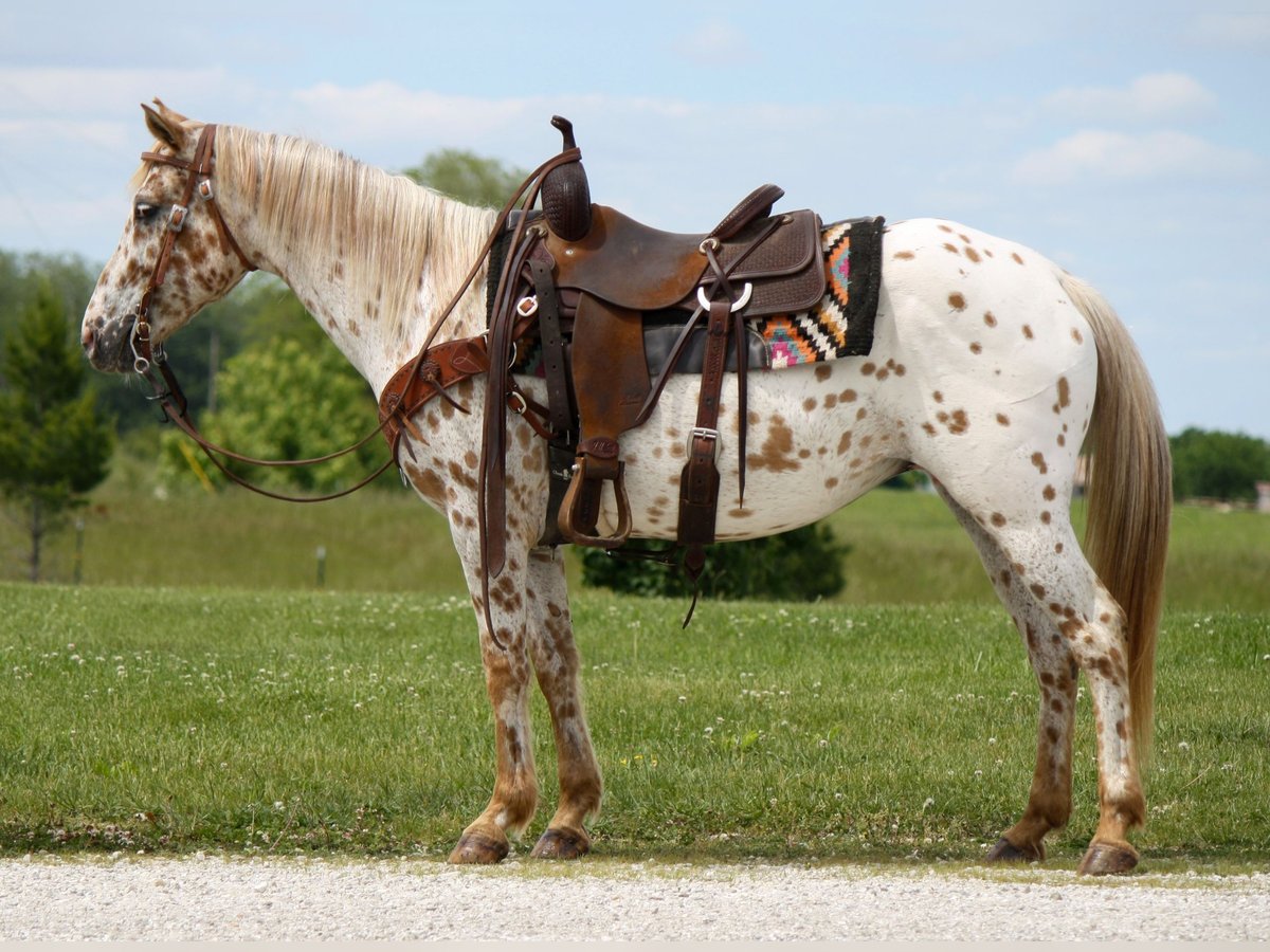 Appaloosa Mare 11 years Leopard-Piebald in Atlanta
