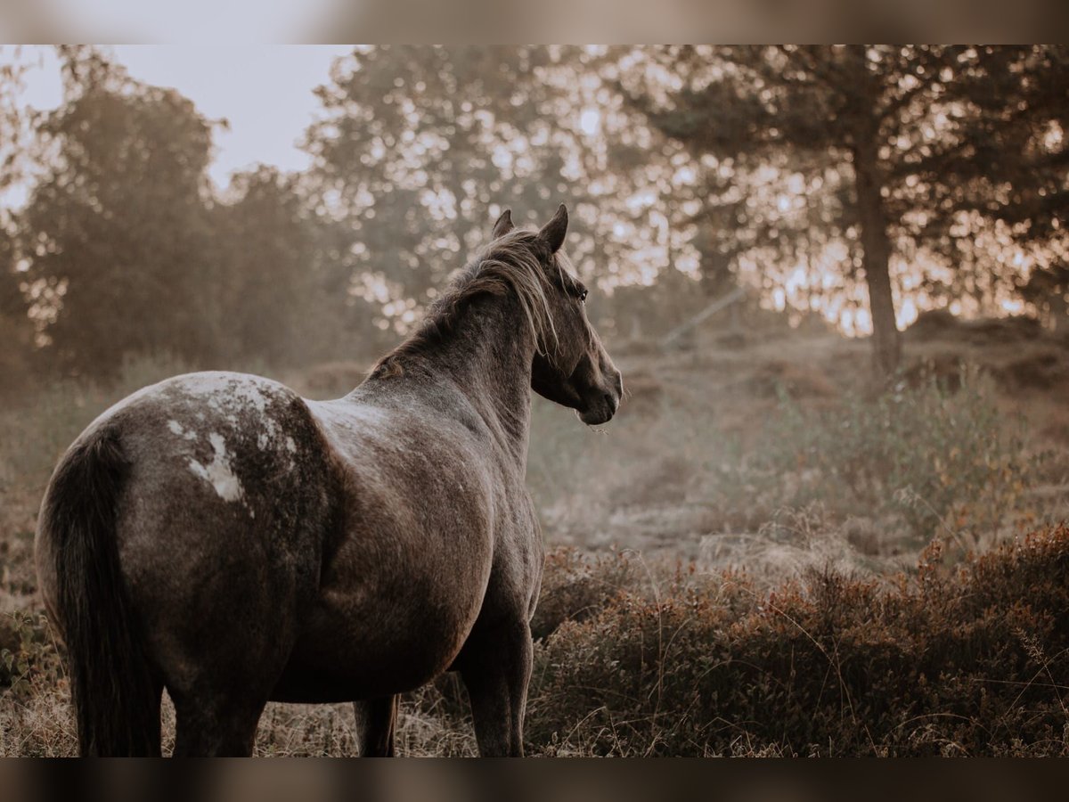 Appaloosa Mare 12 years Overo-all-colors in Haidmühle