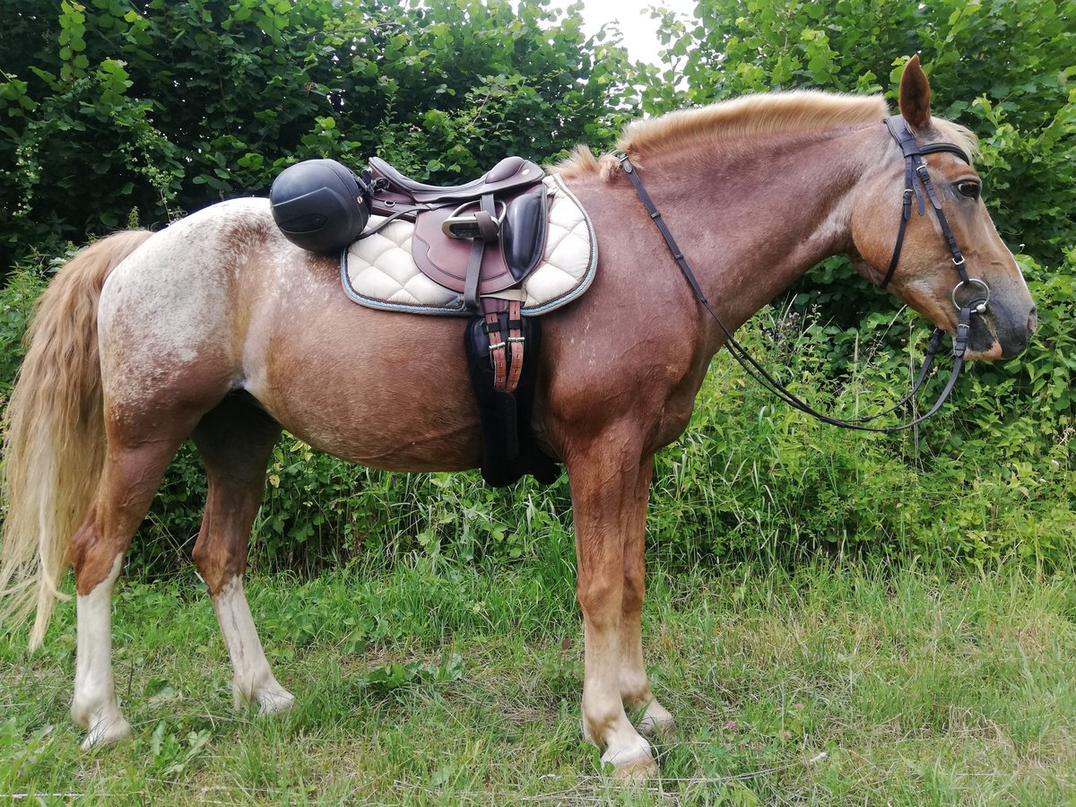 Appaloosa Mix Mare 13 years 14,1 hh Roan-Red in Klettgau