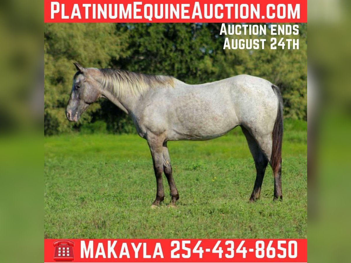 Appaloosa Mare 13 years 14,1 hh Grey in stephenville TX