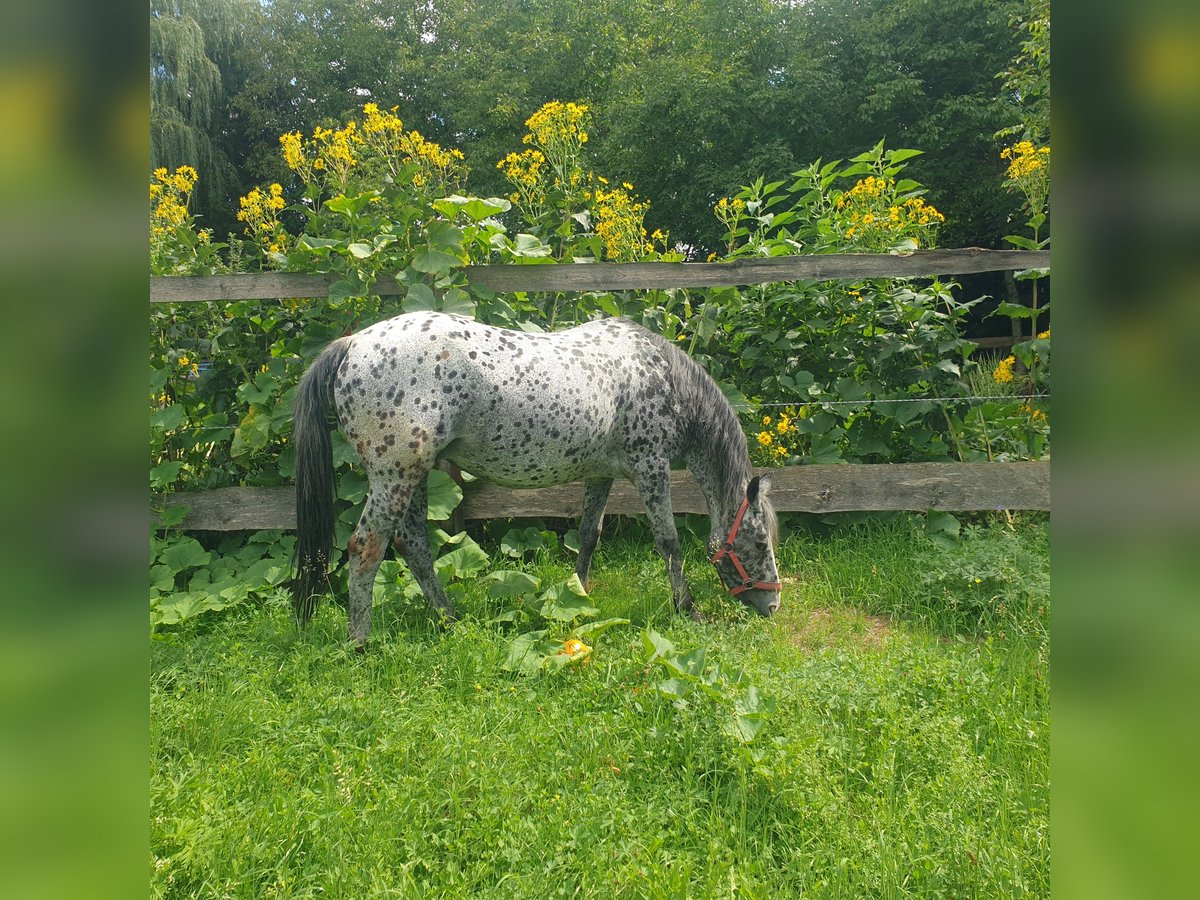 Appaloosa Mare 13 years 14,3 hh Leopard-Piebald in D&#xF6;rzbach