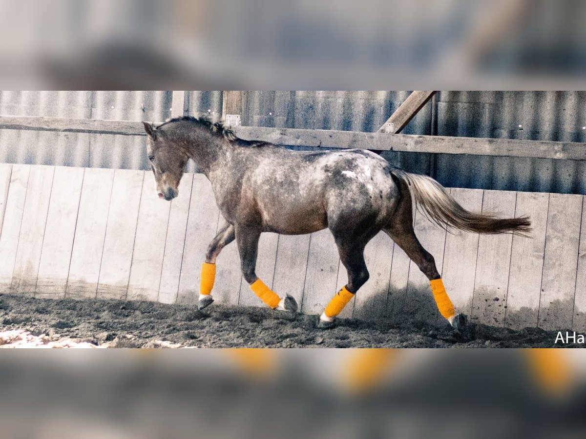 Appaloosa Mix Mare 14 years 14,2 hh Leopard-Piebald in Dossenheim