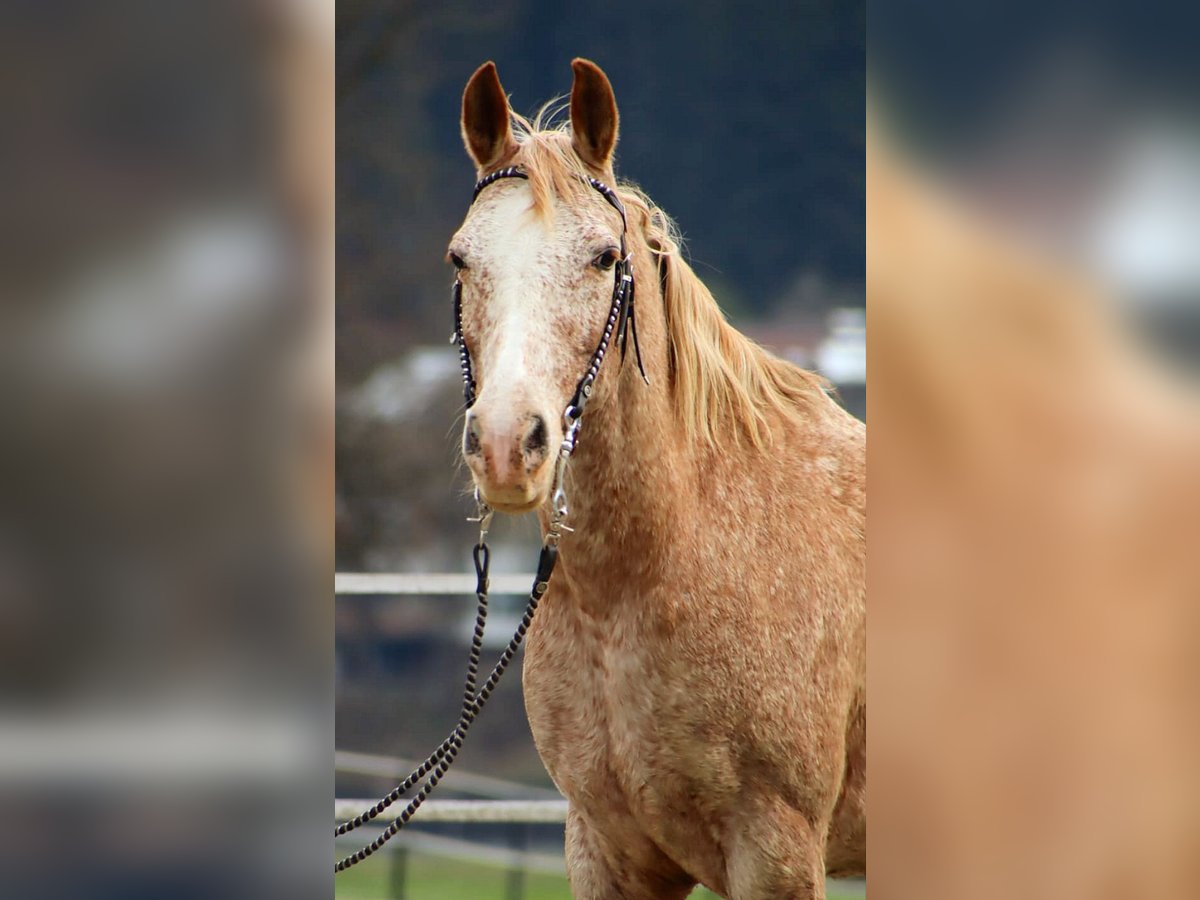 Appaloosa Mare 14 years 14,3 hh Leopard-Piebald in Kirchbichl
