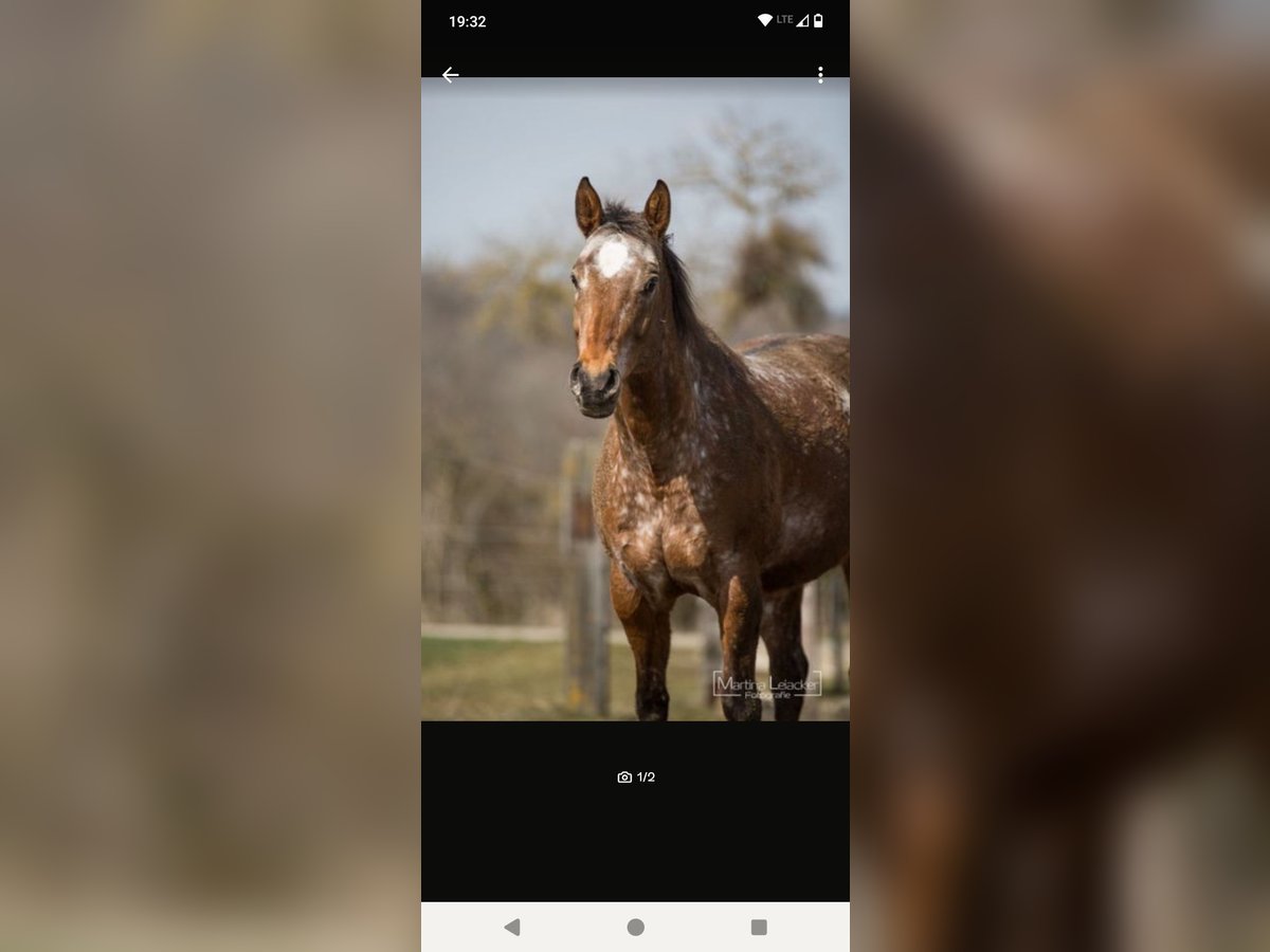 Appaloosa Mare 17 years 15,1 hh Brown in Blaubeuren