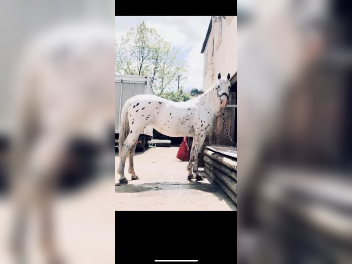 Appaloosa Mix Mare 17 years 16 hh Leopard-Piebald in Wheelton