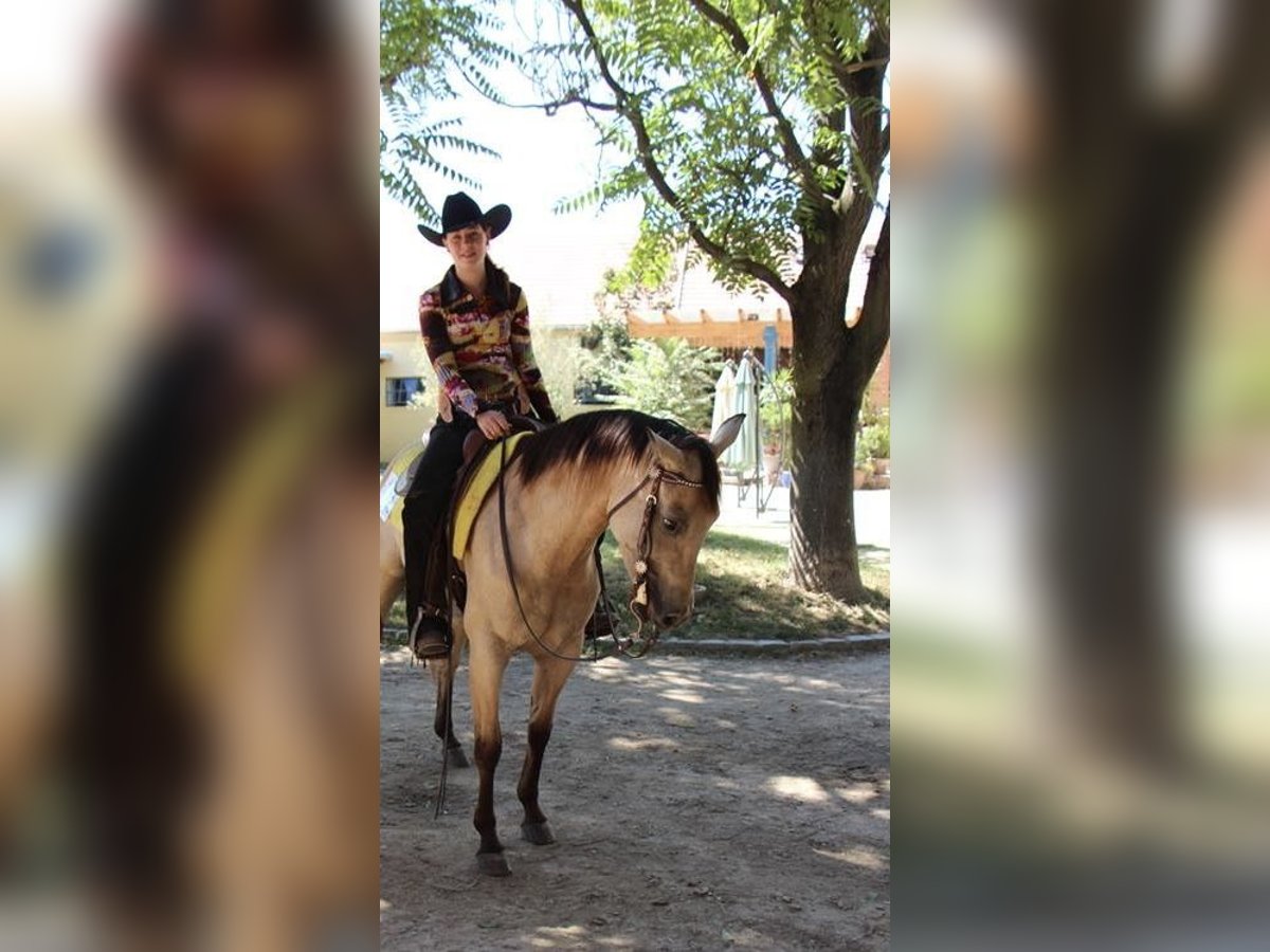 Appaloosa Mix Mare 17 years Buckskin in Birkfeld