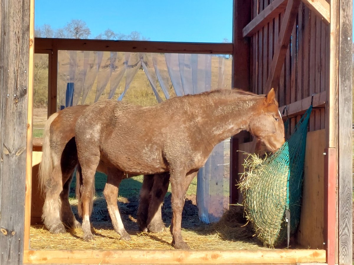 Appaloosa Mare 18 years 15,2 hh Roan-Red in Scheinfeld