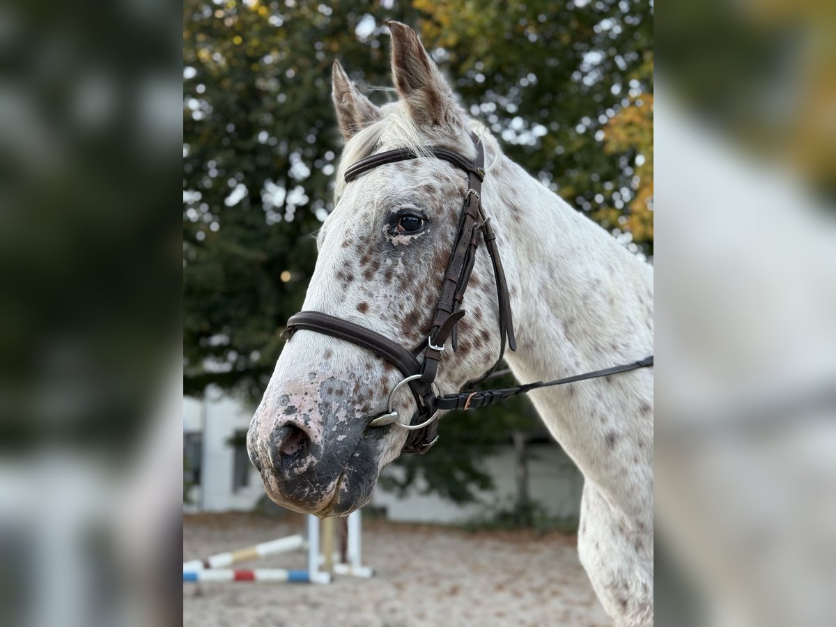 Appaloosa Mare 19 years 14,1 hh in Essen